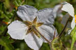 Sticky nightshade